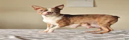 Boston Terrier dogs for sale: Heidi - Ad 6
