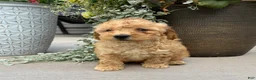 Havapoo dogs for sale: Teddy - Ad 3