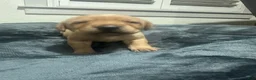 Labrador Retriever dogs for sale: Winchester - Ad 3