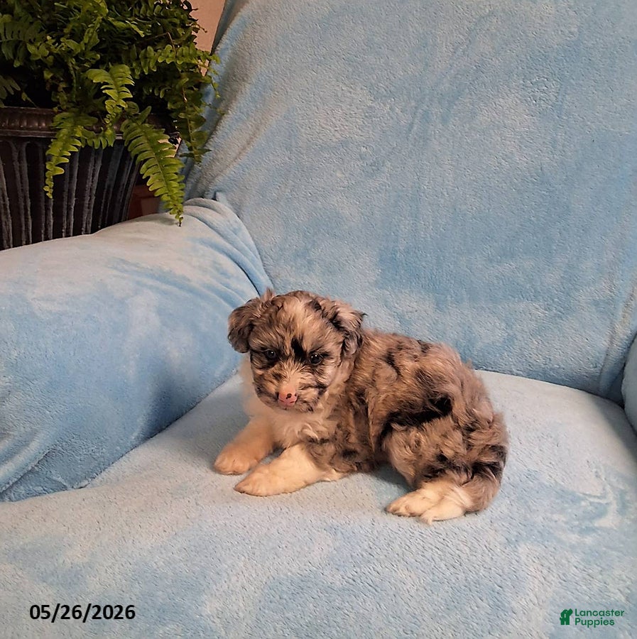 Mini Aussiedoodle dogs Banjo - Ad 2