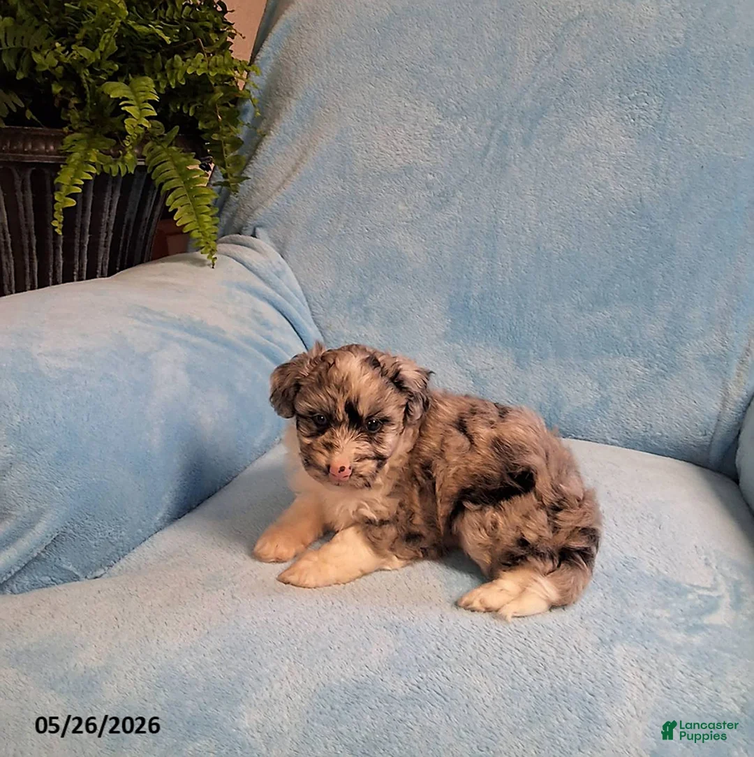 Mini Aussiedoodle dogs for sale: Banjo - Ad 2