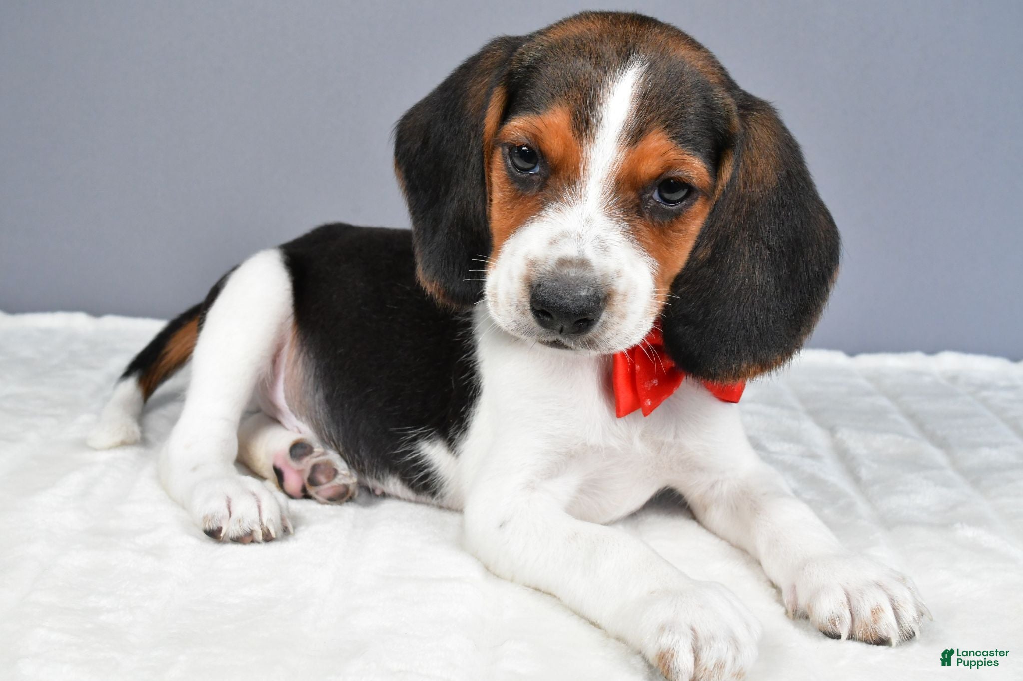 Beagle dogs Odin - Ad 1