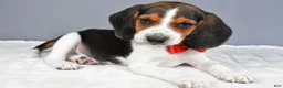 Beagle dogs for sale: Odin - Ad 1