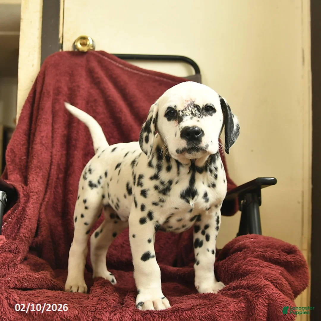 Dalmatian dogs for sale: Samson  - Ad 2