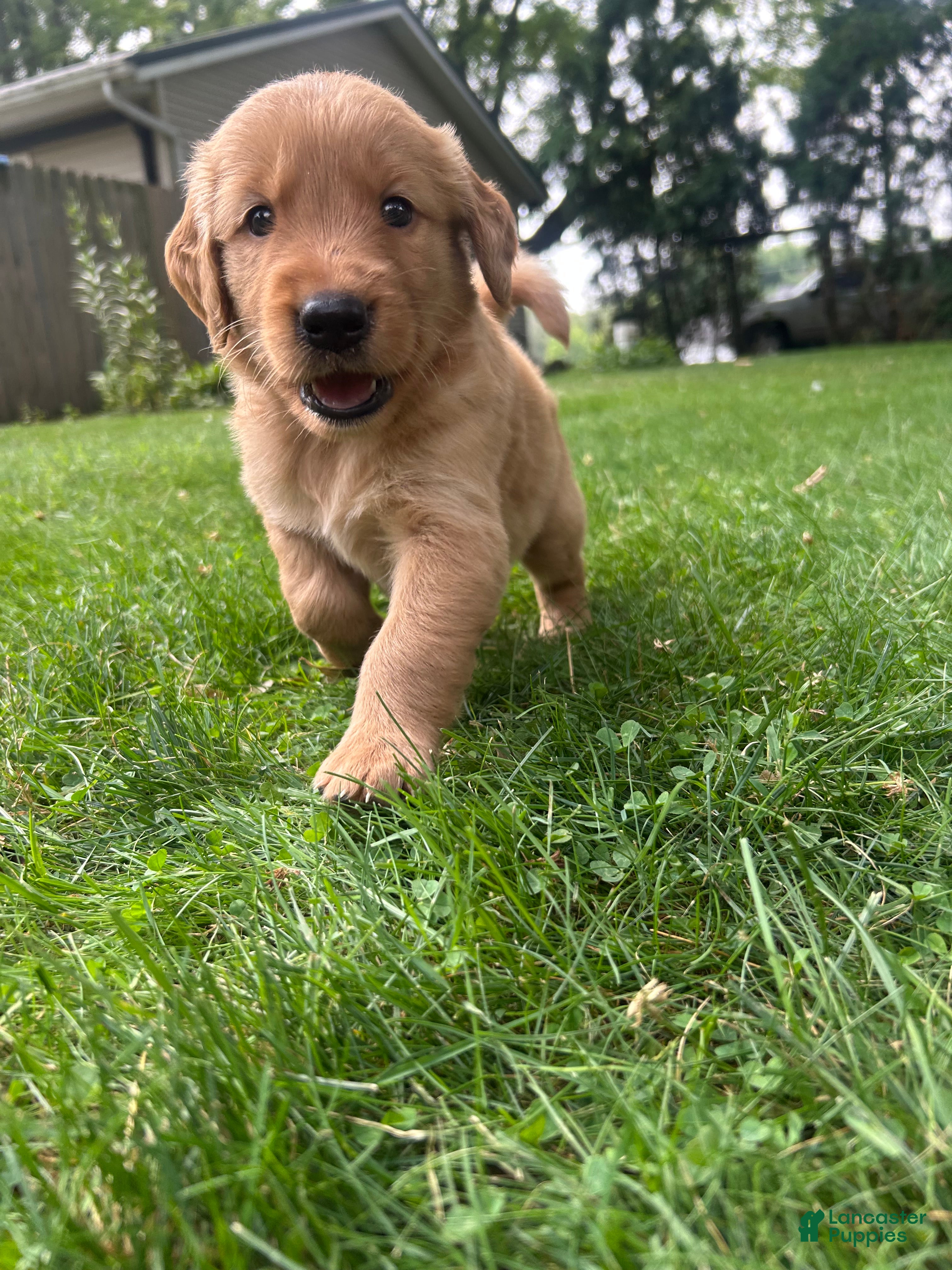 Golden Retriever dogs Buddy - Ad 13