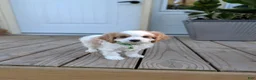 Cavapoo dogs for sale: Phillip  - Ad 7