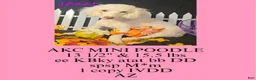 Miniature Poodle dogs for sale: Miniature Poodle 2 - Ad 4