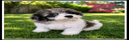 Miniature Poodle dogs for sale: Chevelle - Ad 1