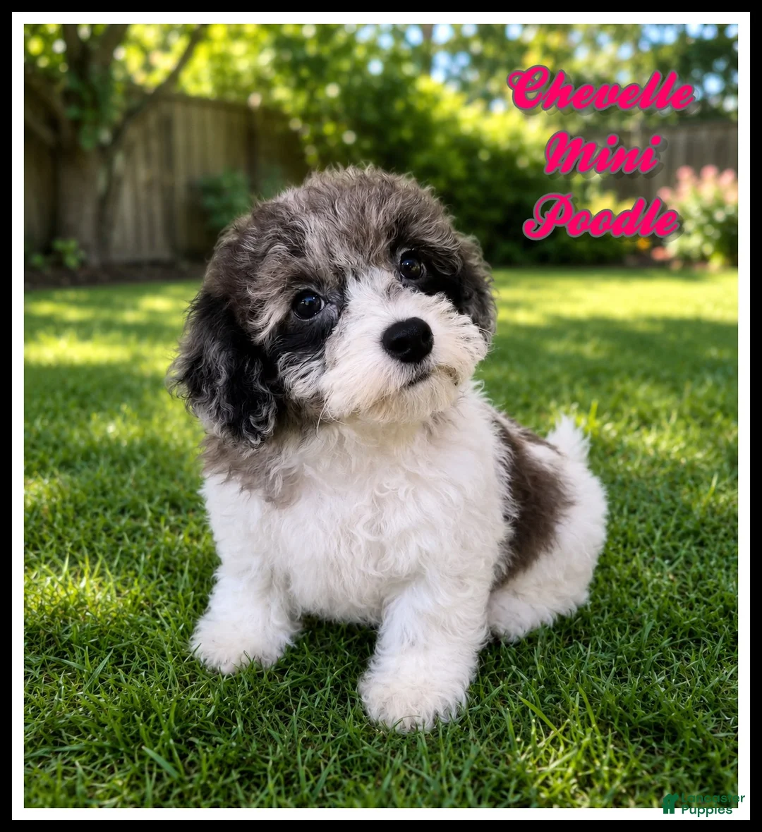 Miniature Poodle dogs for sale: Chevelle - Ad 1