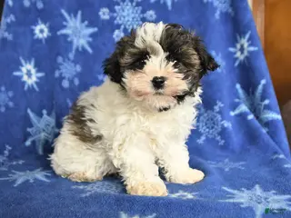 Maltipoo dogs for sale: Max - Ad 3