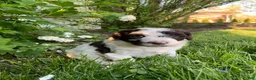 Portuguese Water Dog dogs for sale: Bella - Ad 3