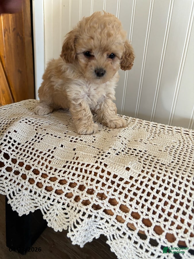 Mixed Breed dogs Tulip - Ad 2