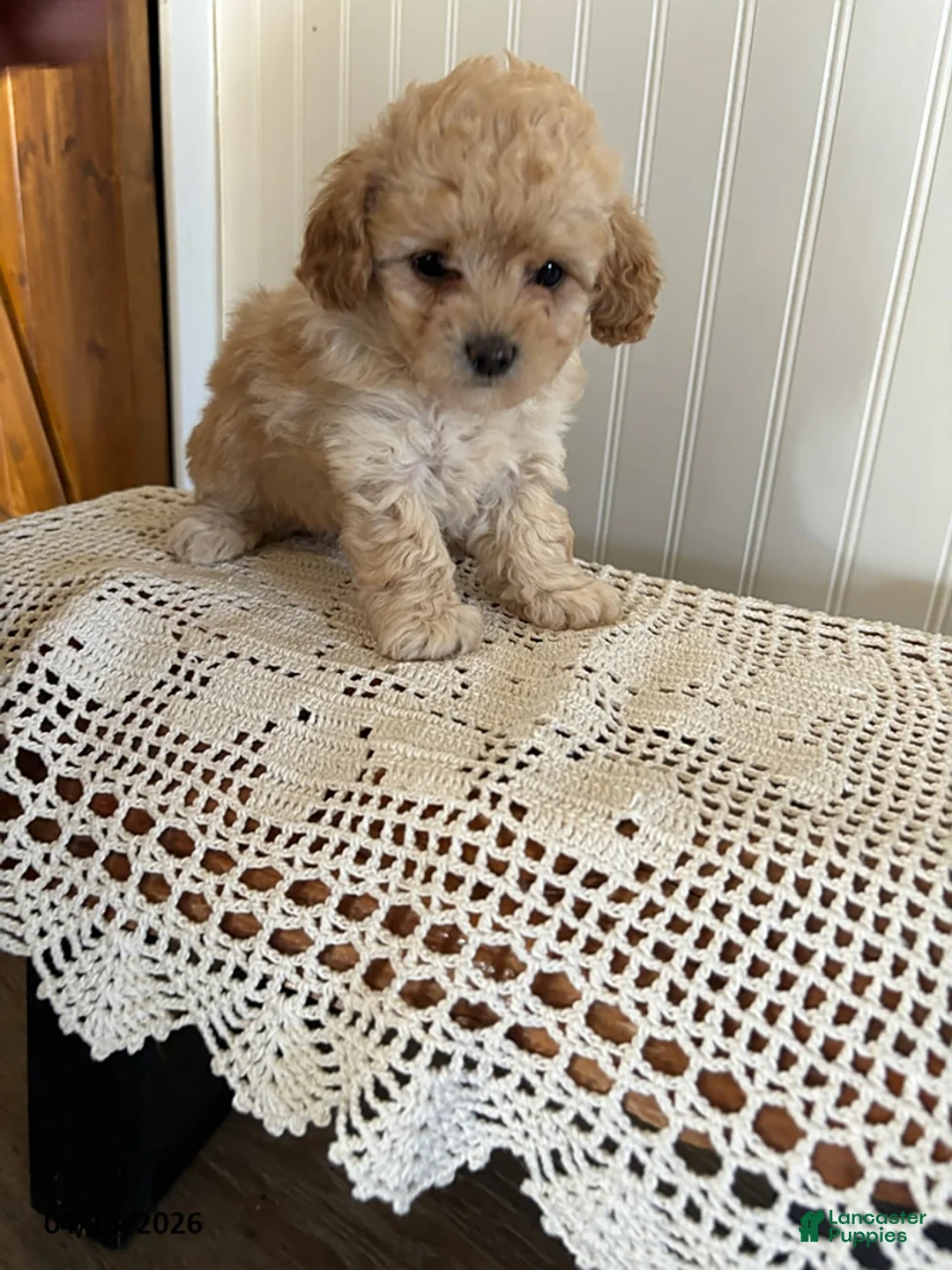 Mixed Breed dogs for sale: Tulip - Ad 2