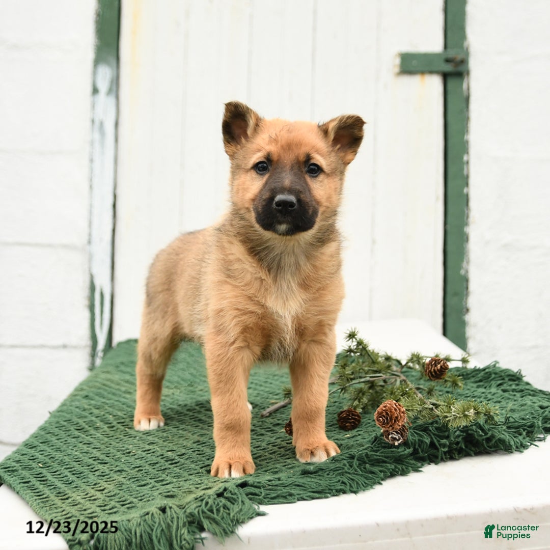 Mixed Breed dogs for sale: Bliss - Ad 2