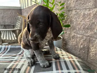 German Shorthaired Pointer dogs for sale: Tina - Ad 3