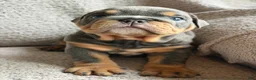 English Bulldog dogs for sale: Bluey - Ad 7