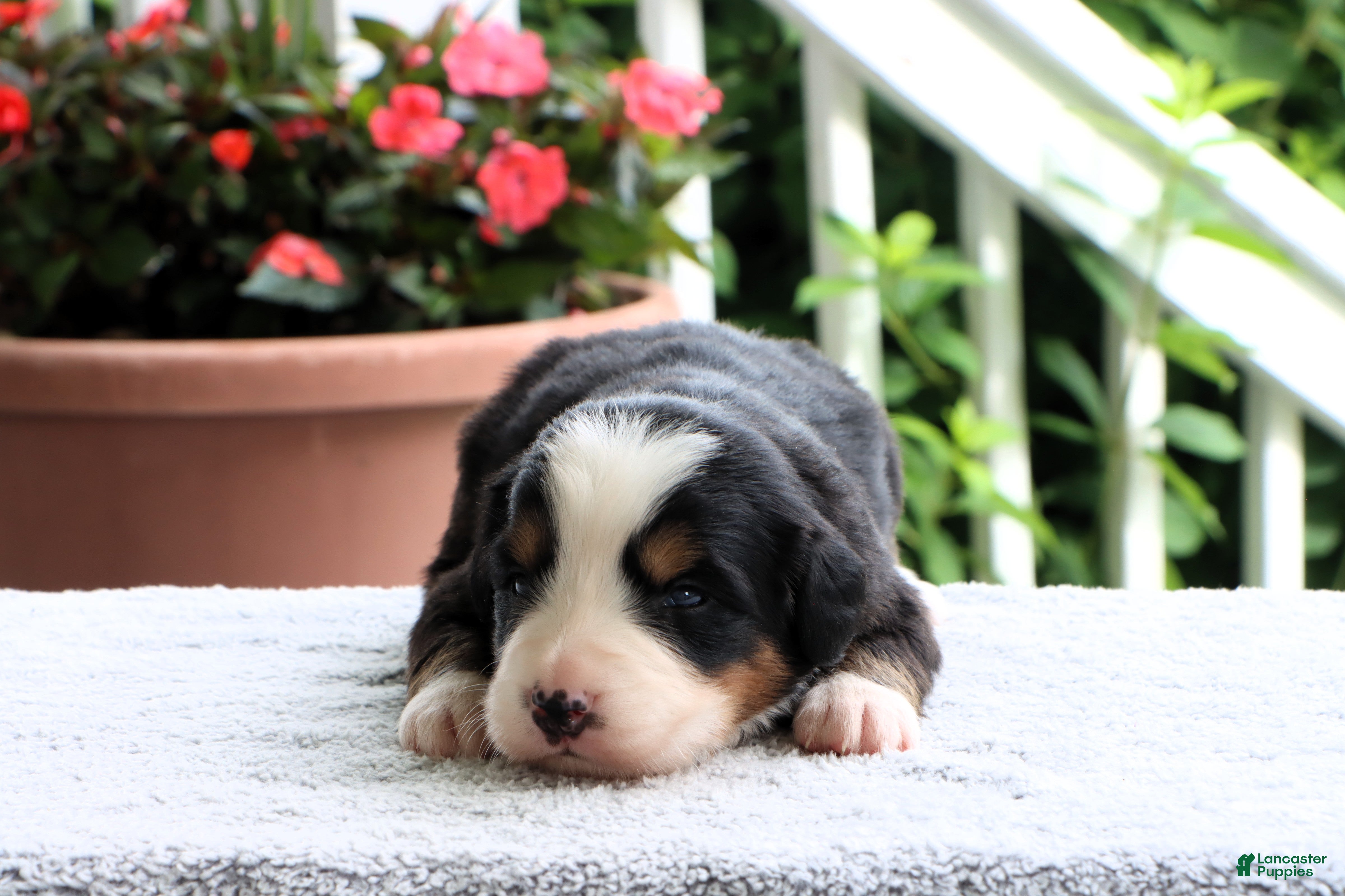 Bernese Mountain Dog dogs Kristen - Ad 2