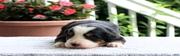 Bernese Mountain Dog dogs for sale: Kristen - Ad 2