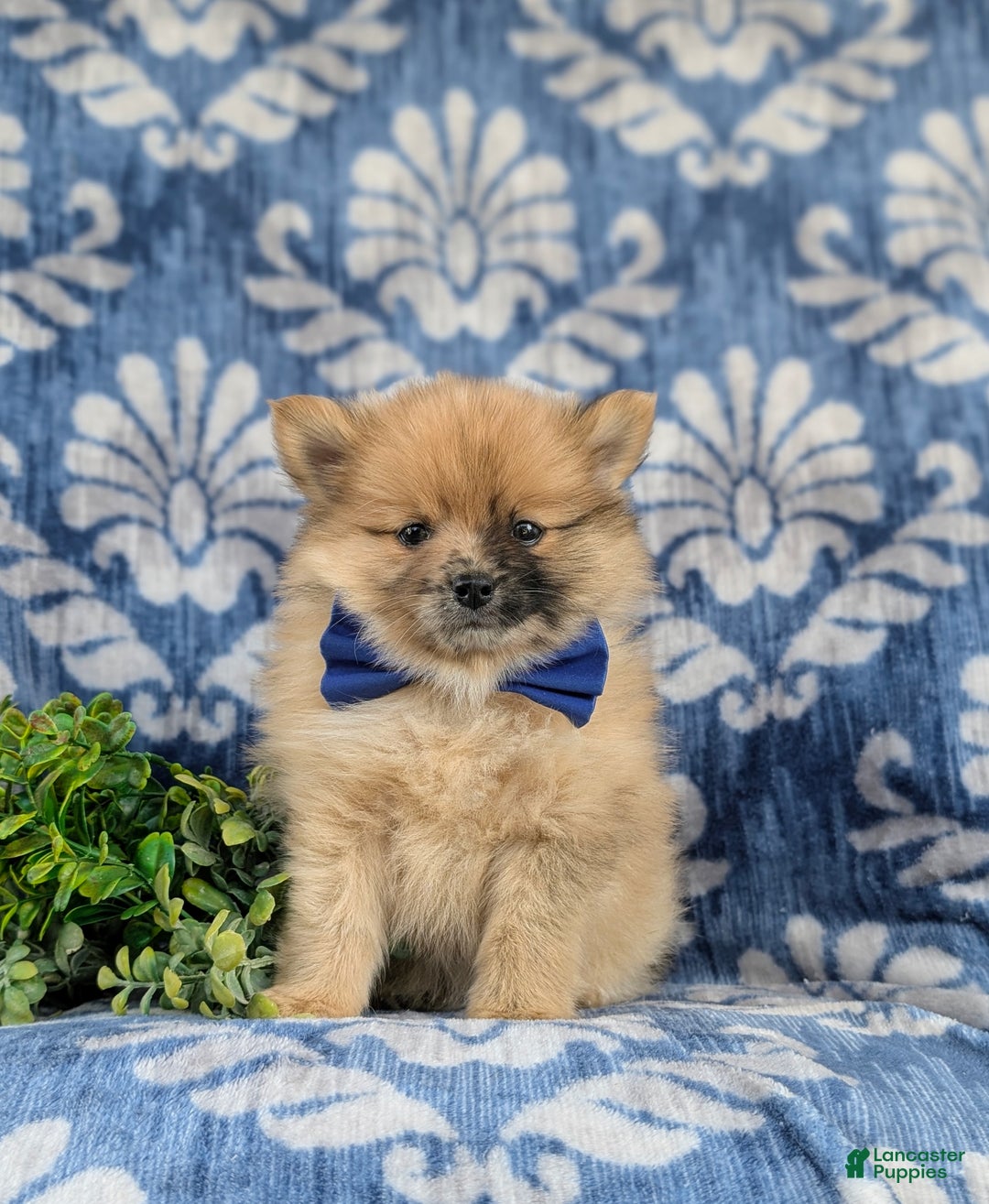 Pomeranian dogs for sale: Rafe - Ad 2