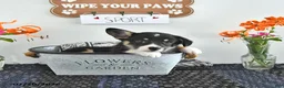 Welsh Corgi Pembroke dogs for sale: Sport - Ad 2