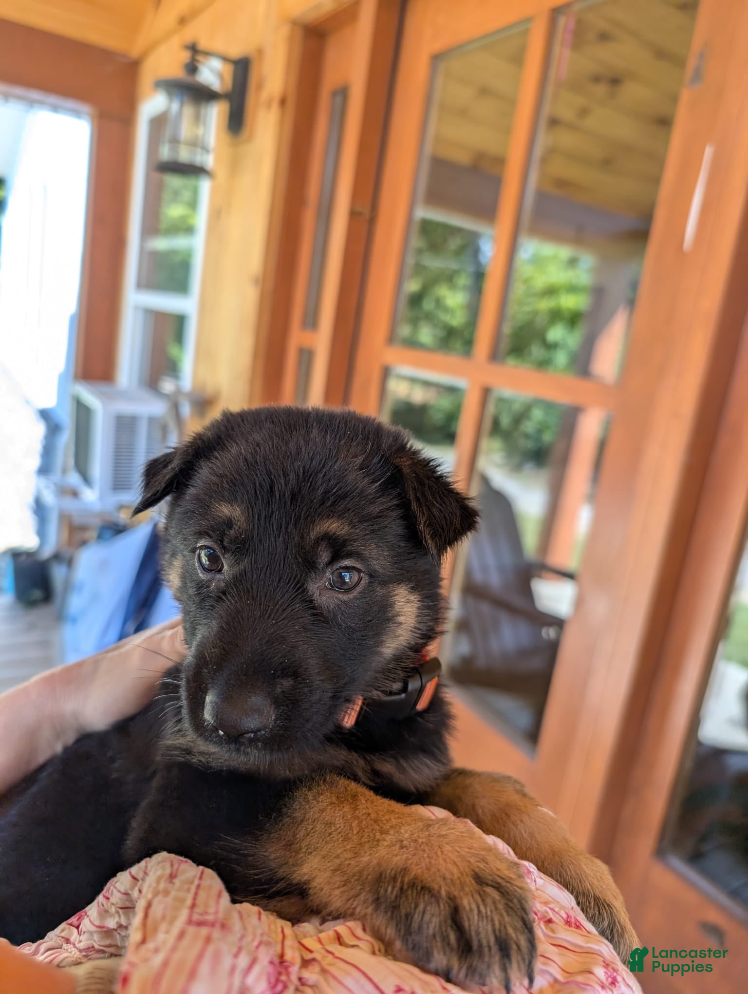 German Shepherd dogs ♥️SWEET ANNA♥️ - Ad 2