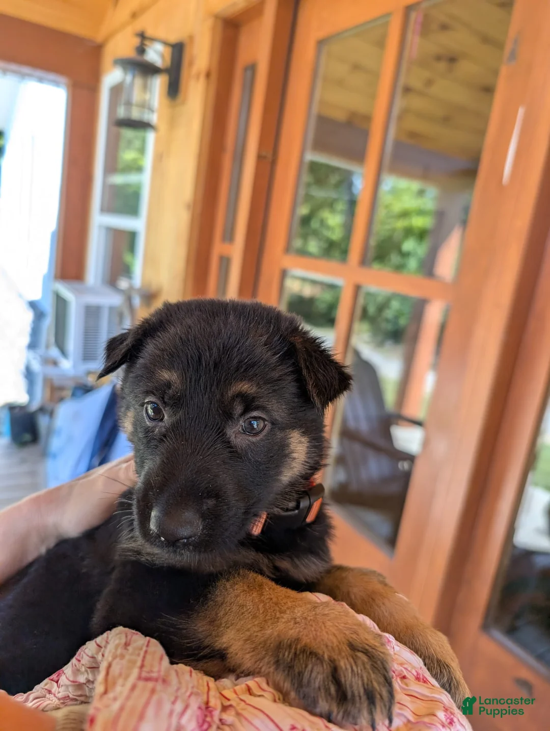German Shepherd dogs for sale: ♥️SWEET ANNA♥️ - Ad 2
