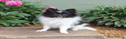 Pomeranian dogs for sale: Tinkerbell - Ad 3
