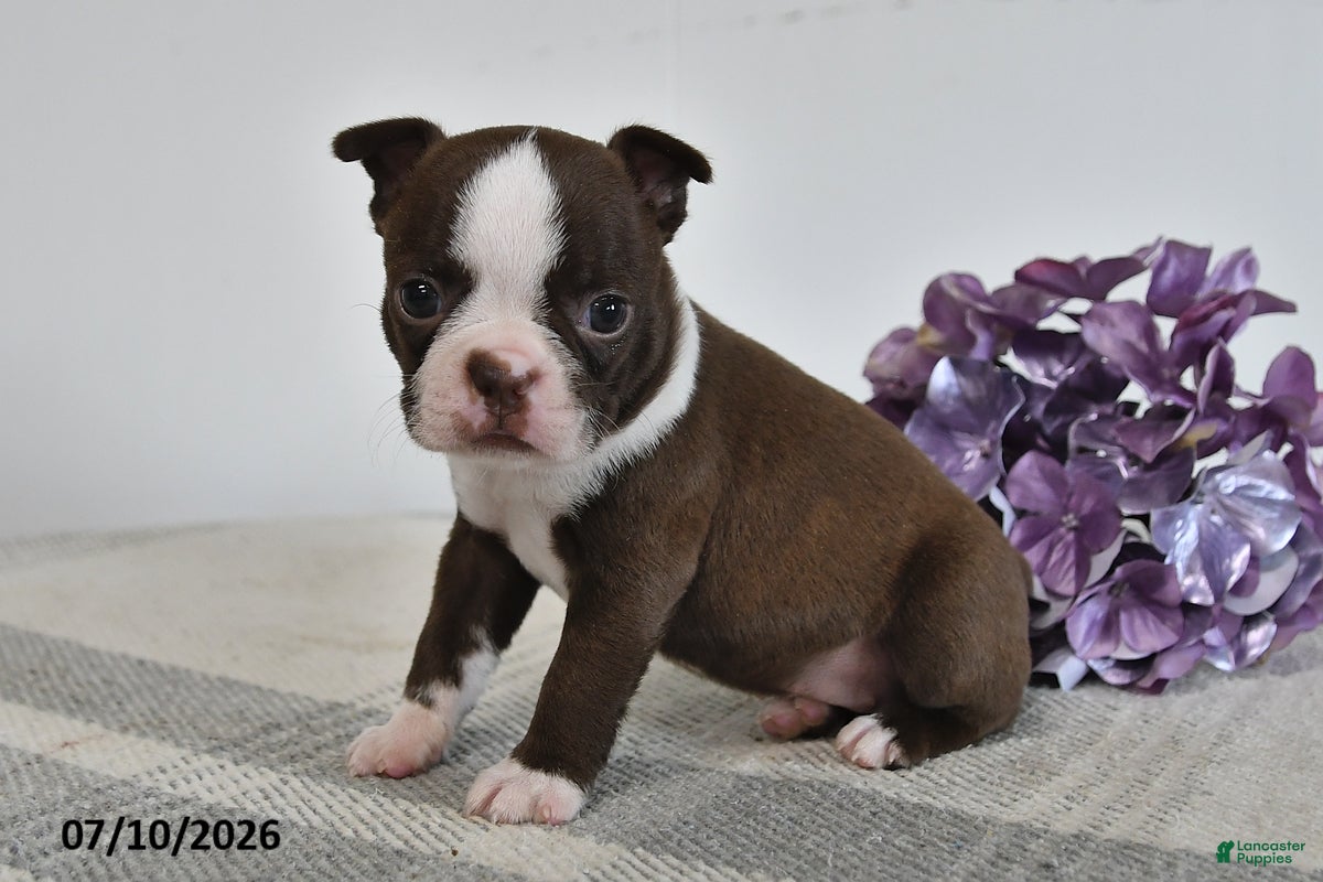 Boston Terrier dogs Gail - Ad 1
