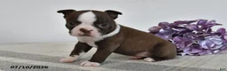 Boston Terrier dogs for sale: Gail - Ad 1