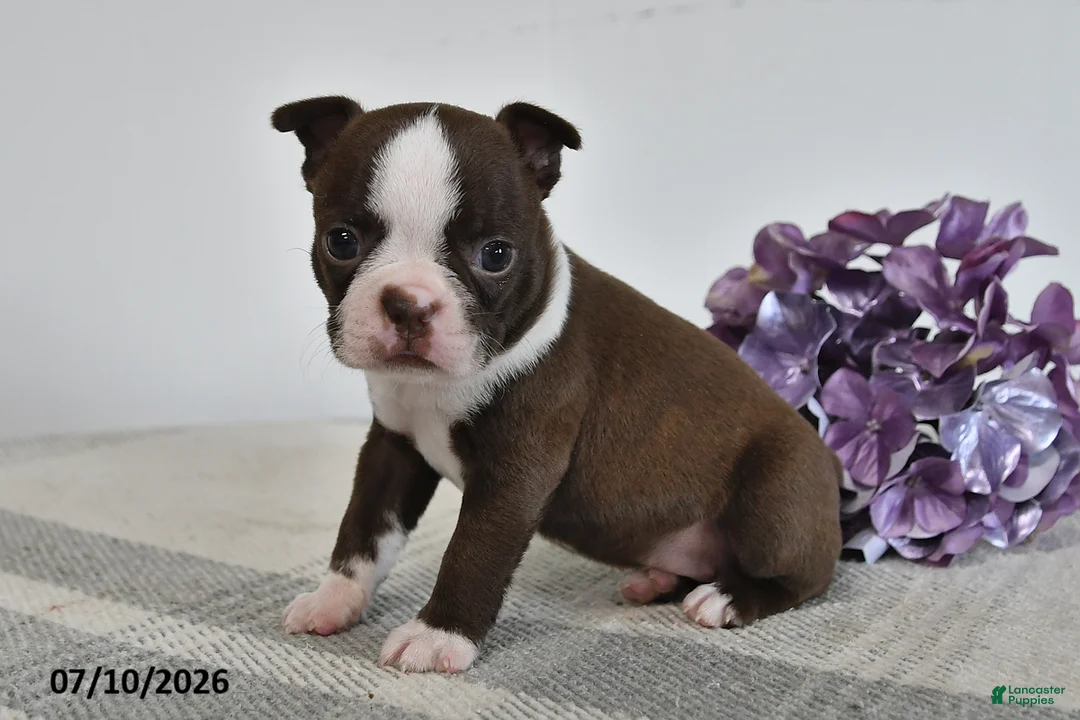 Boston Terrier dogs for sale: Gail - Ad 1