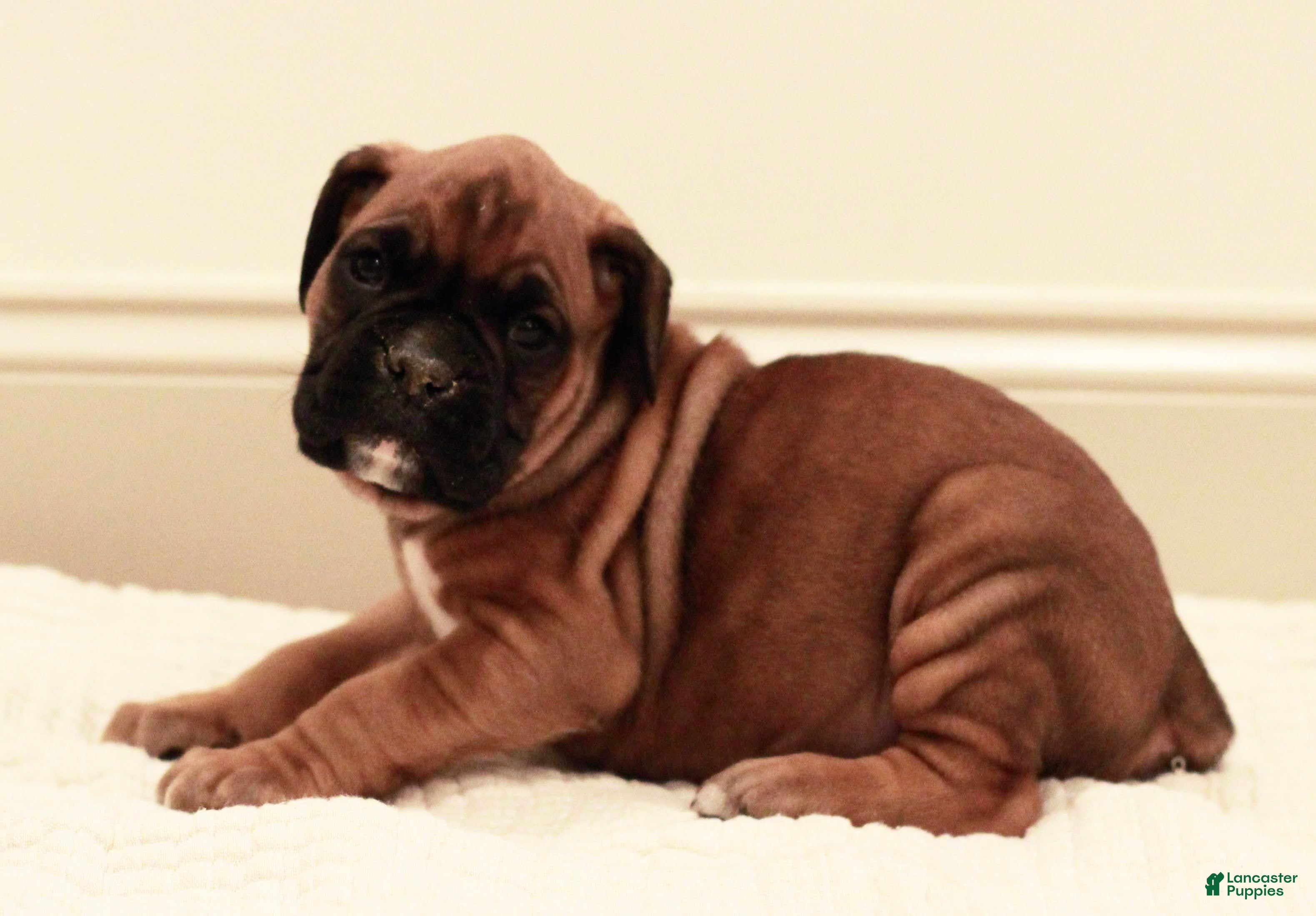 Boxer dogs Charles - Ad 29