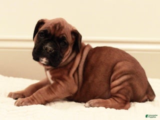 Boxer dogs Charles - Ad 29