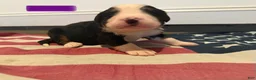 Bernese Mountain Dog dogs for sale: Purple - Ad 12