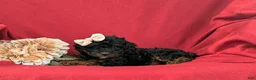 Cockapoo dogs for sale: Faline Hypoallergenic - Ad 4