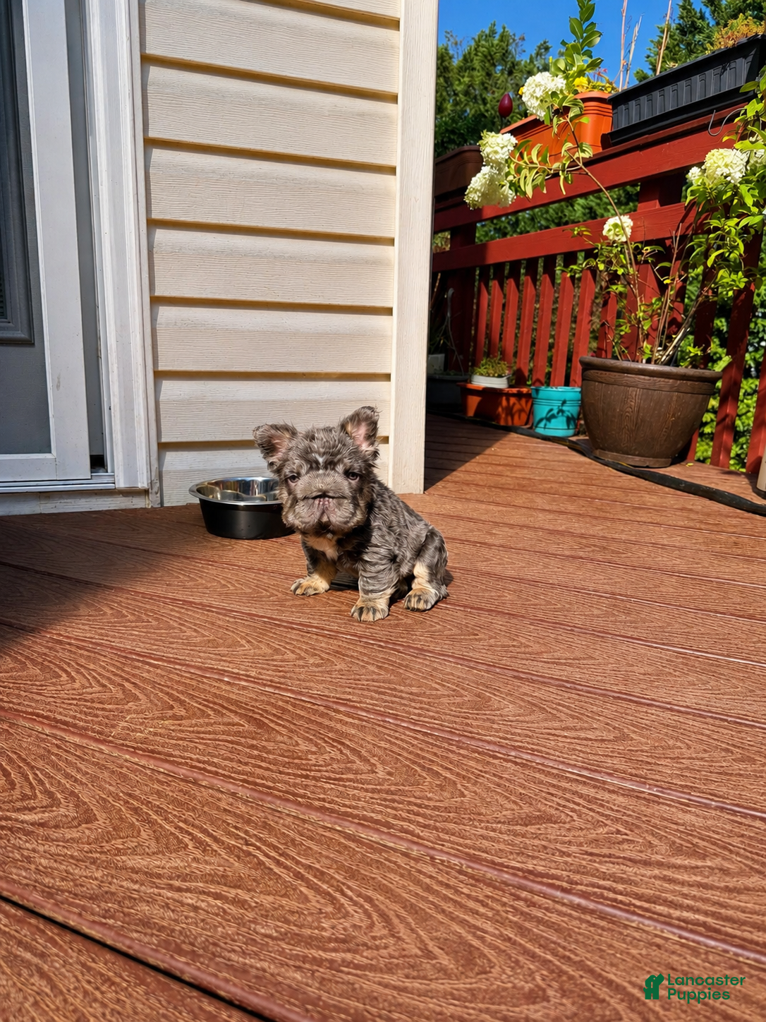 French Bulldog dogs Short Rib - Ad 20