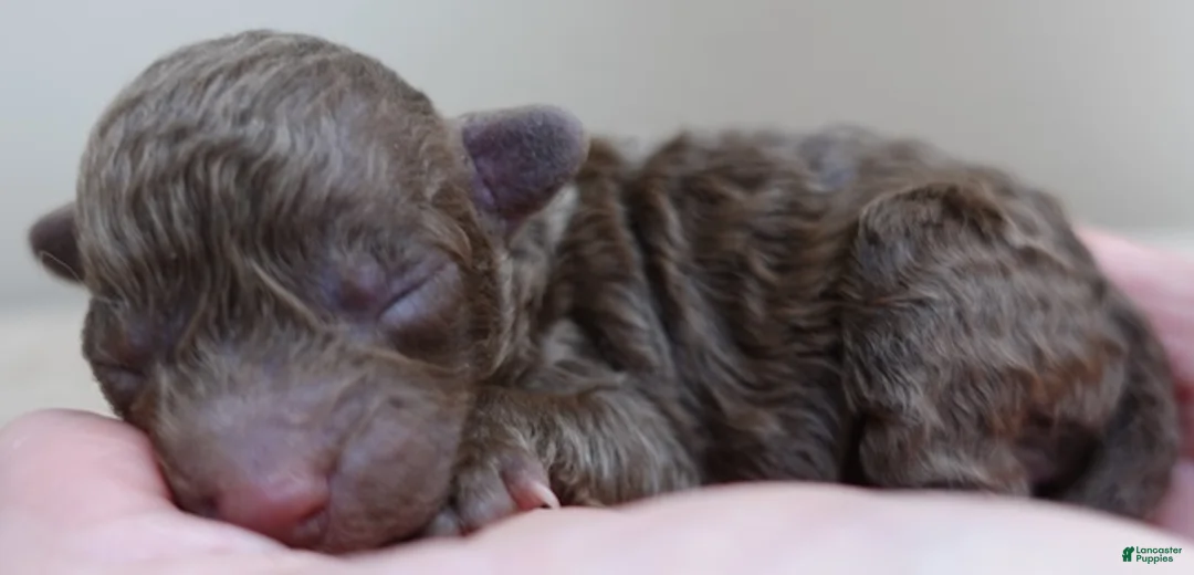 Toy Poodle dogs for sale: solid chocolate female poodle - Ad 7