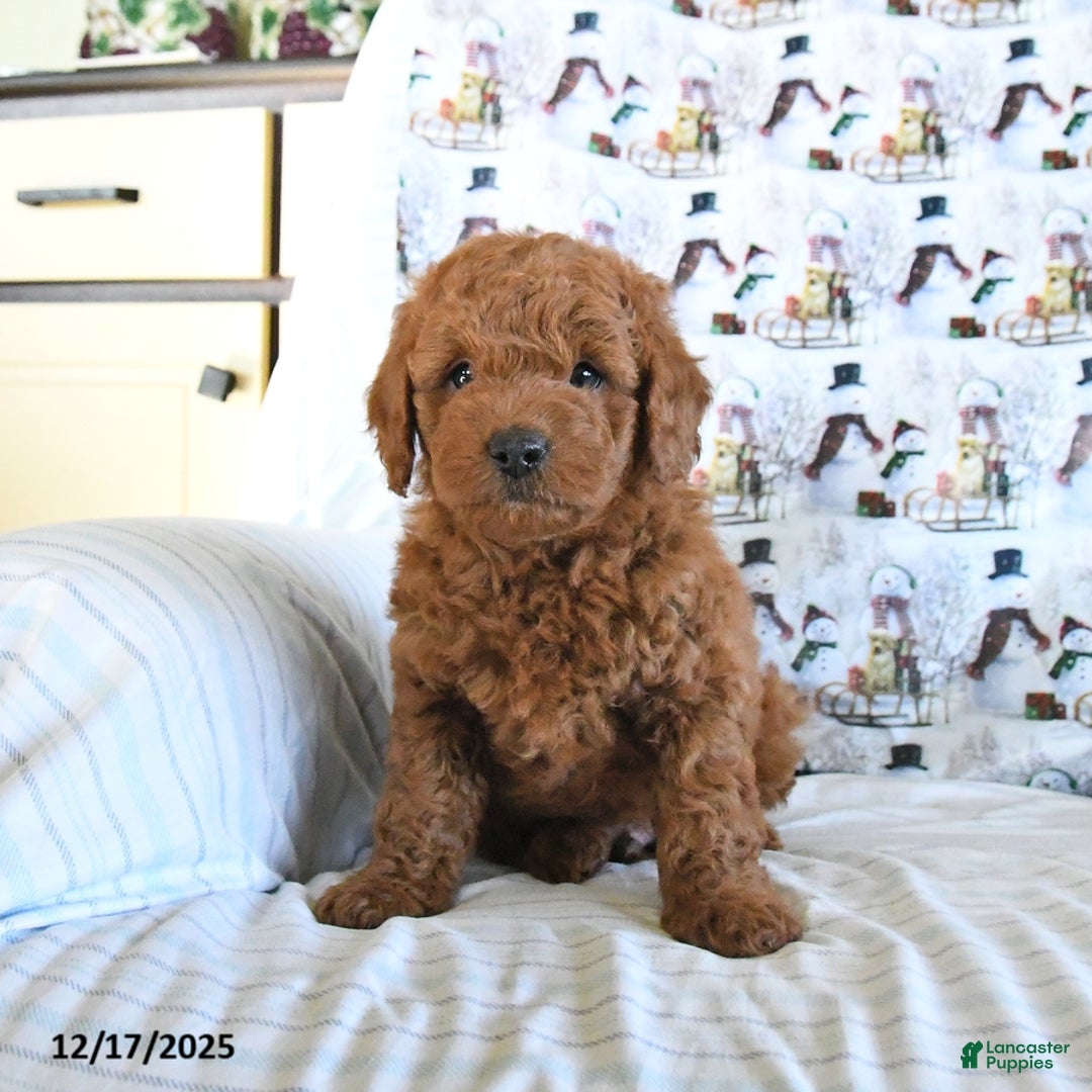 Mini Goldendoodle dogs for sale: Flash - Ad 1