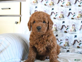 Mini Goldendoodle dogs Flash - Ad 8