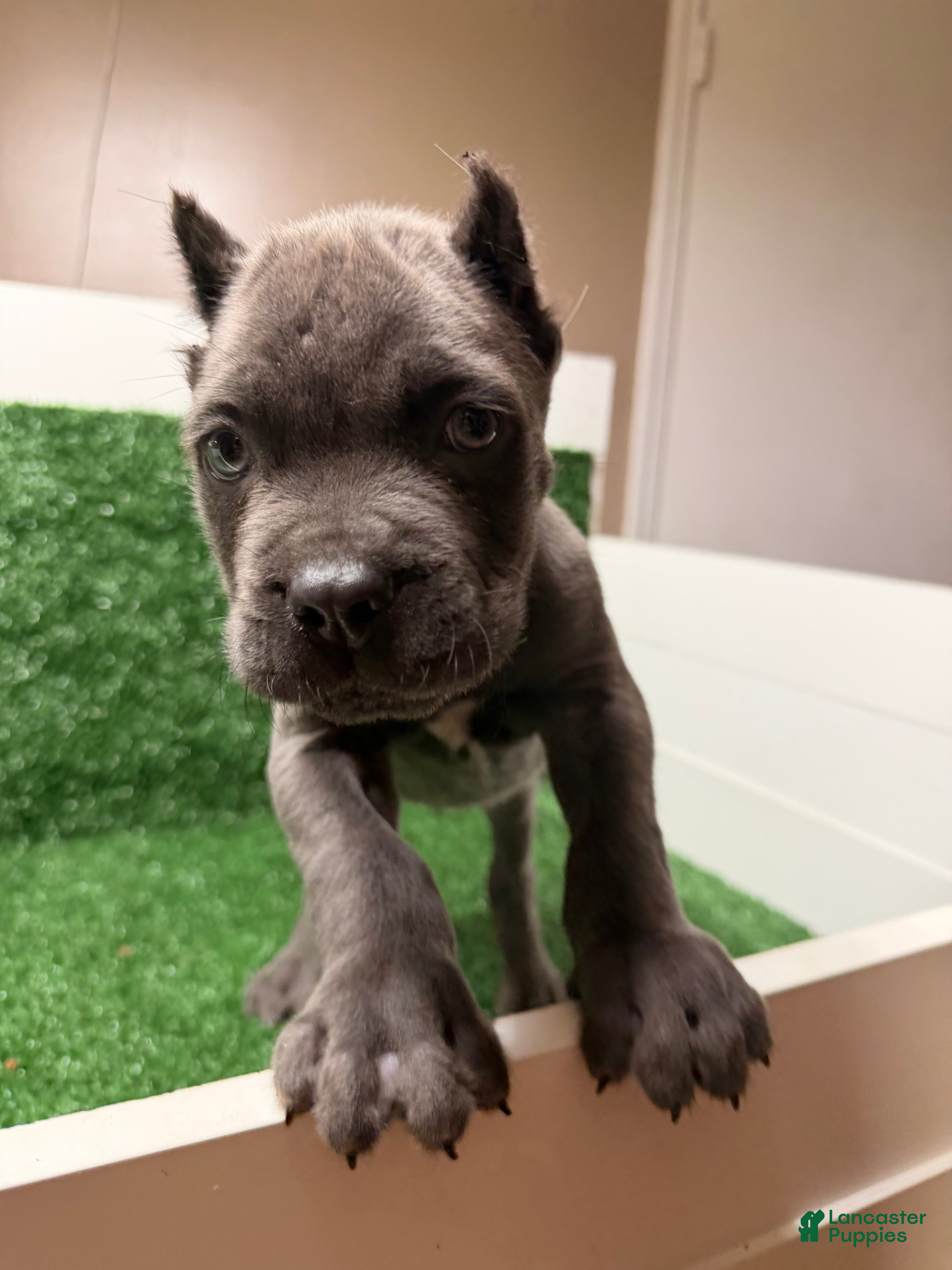 Cane Corso dogs Black - Ad 1