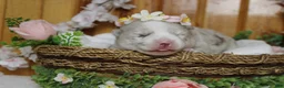 Pomsky dogs for sale: Muffy  - Ad 6