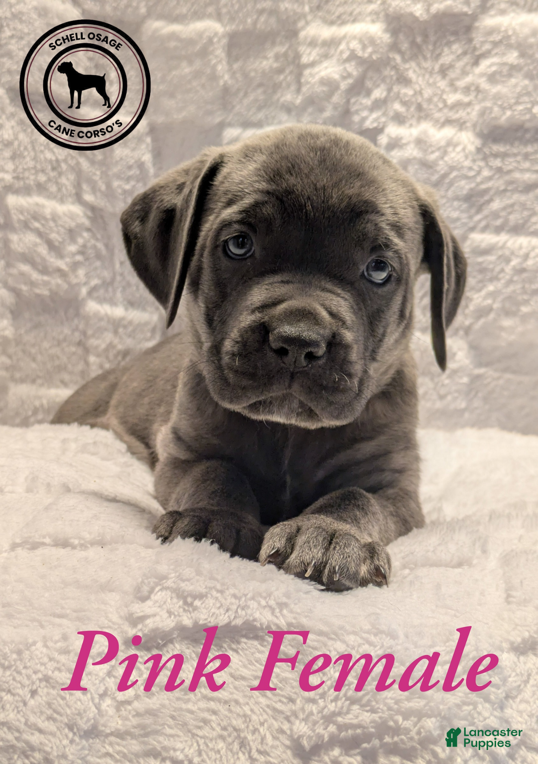 Cane Corso dogs for sale: Pink - Ad 2
