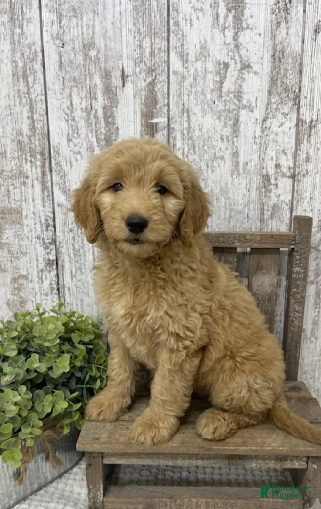 Goldendoodle dogs for sale: Goldendoodle 1 - Ad 2