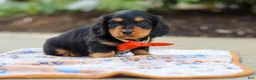 Miniature Dachshund dogs for sale: Clark - Ad 5