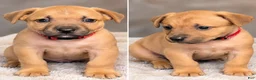 American Bully dogs for sale: Amethyst  - Ad 10