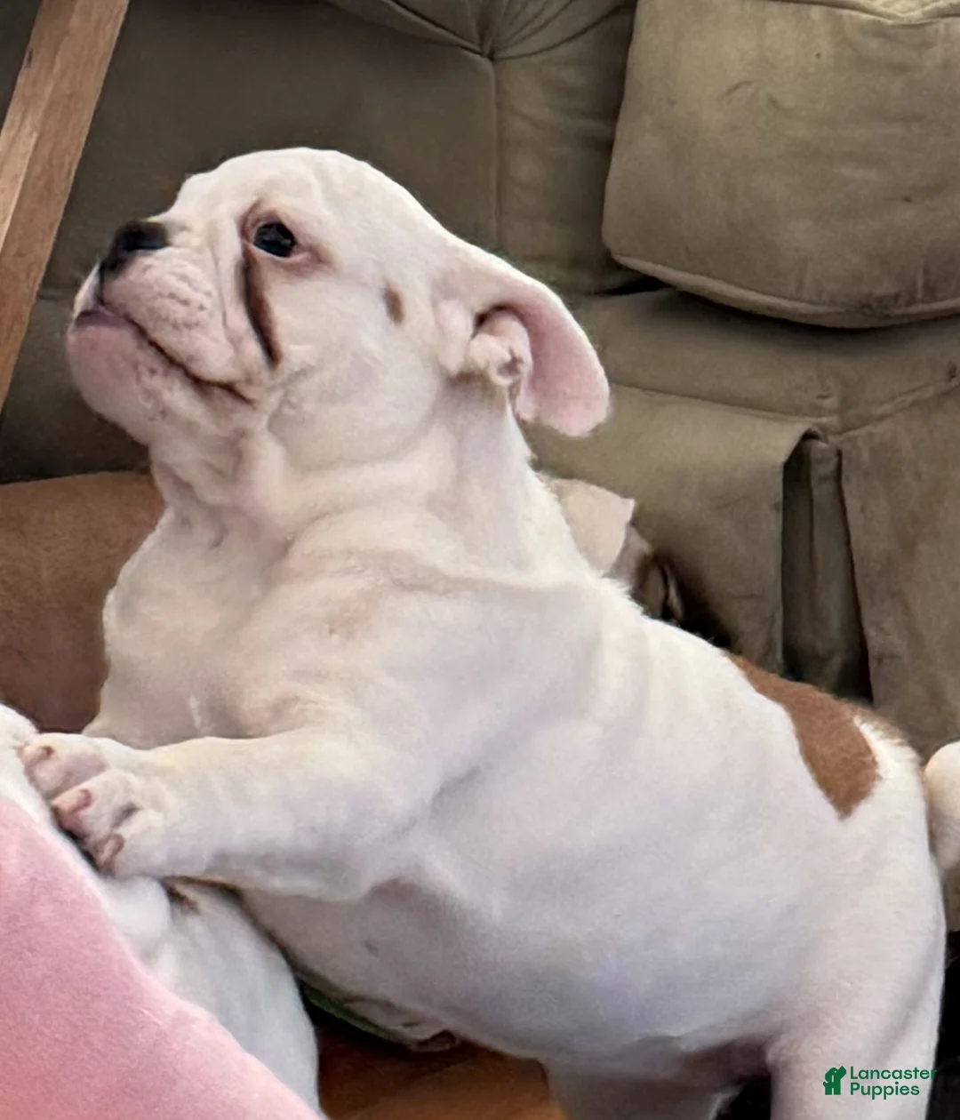 English Bulldog dogs for sale: Heartly - Ad 2