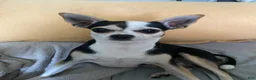 Chihuahua dogs for sale: Chihuahua 1 - Ad 5