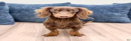 Miniature Dachshund dogs for sale: Mocha - Ad 7
