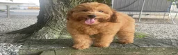 Mini Goldendoodle dogs for sale: Molly Mini Goldendoodle  - Ad 4