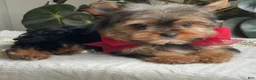 Yorkshire Terrier dogs for sale: Fido - Ad 15