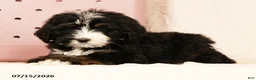Bernedoodle dogs for sale: Ted - Ad 7